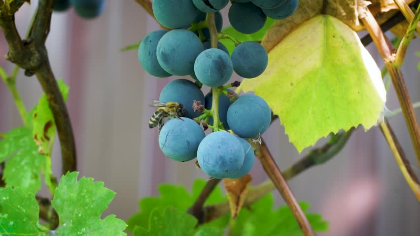 Close-up of a bee resting on a grape, showcasing the connection between nature and agriculture