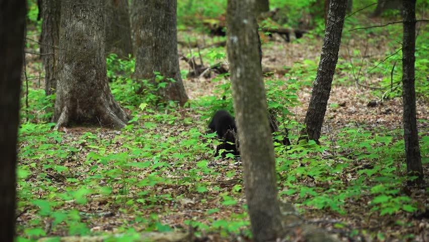 Black bear cubs playing in the forest with their mother nearby in Cades Cove, Great Smoky Mountains National Park