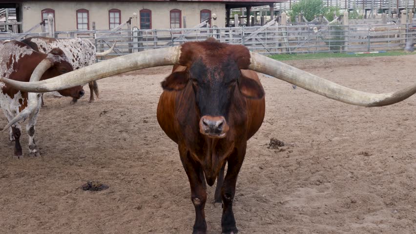 Slow motion landscape of longhorn cattle cow livestock standing in farm stables paddock chewing Fort Worth Stockyards Dallas Texas USA America agriculture culture history animals