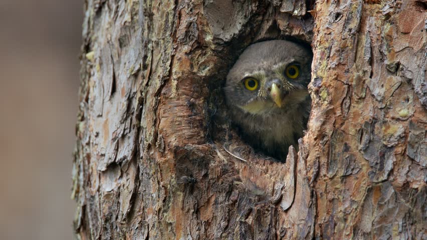Baby Eurasian pygmy owl (Glaucidium passerinum), chick looking out of tree hole