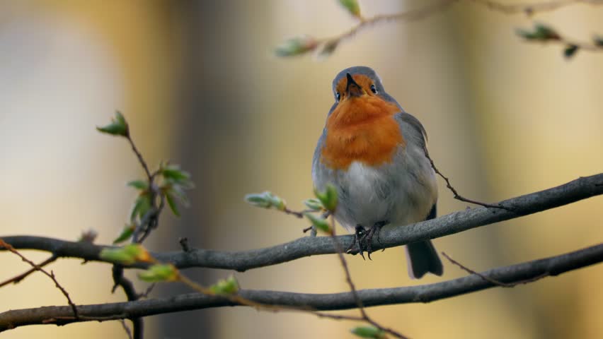 European robin (Erithacus rubecula) song, bird singing in spring forest