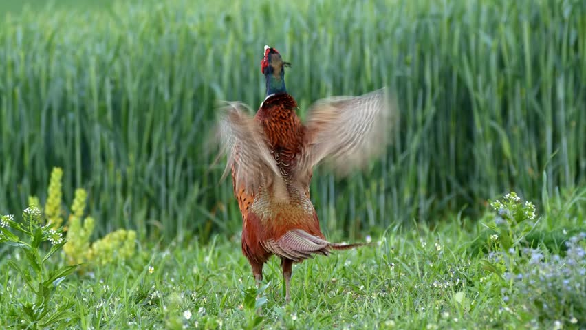 Common pheasant (Phasianus colchicus) call, bird display and crowing