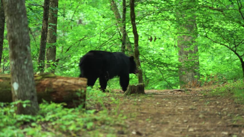 Black bear wandering through dense woods in Cades Cove, Great Smoky Mountains National Park, exploring forest floor in its natural habitat