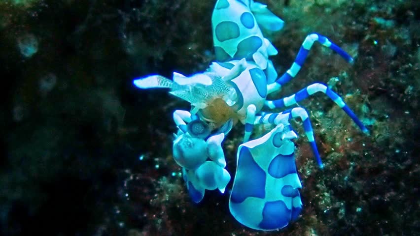 Harlequin shrimp is one of the underwater animals that lives on the seabed