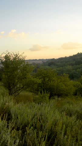 Summer landscape in the forest and woodlands , jungle and fields . Sunrise over the forest , beautiful view on trees and grass , flowers and sky. Nature videography