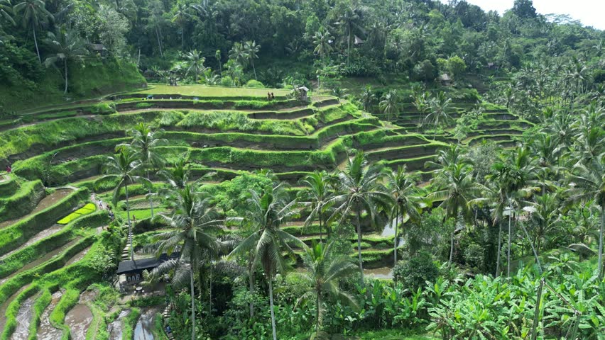 A drone flying over the beautiful, lush Tegalalang Rice Fields with the vegetation surroundings in Bali, Indonesia