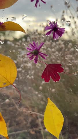 Autumn flowers leaves in a puddle, drops of rain dew. Autumn screensaver footage on the background of water. Intro, motivation or love story