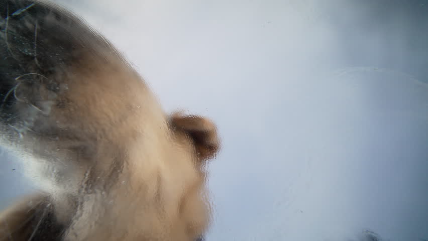 Domestic puppy dog golden retriever happily licks transparent glass in front of camera. Little best pet, small friends eating delicious food.