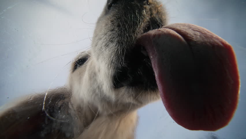 Domestic puppy dog golden retriever happily licks transparent glass in front of camera. Little best pet, small friends eating delicious food.