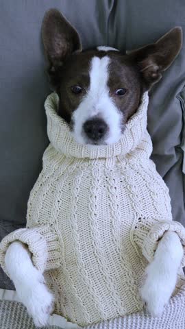 Vertical video cute dog in white knitted sweater lying on back on large bed. Funny pose and cute outfit touching. Cute pet, sprawled on bed, shows off his cozy sweater. Adorable scene home relaxation