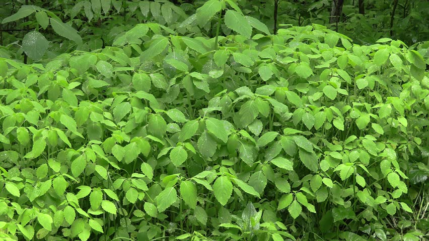 Summer Rain in Minnesota Hardwood Deciduous Forest Shrubs with Wet Green Leaves Water Drops Dripping