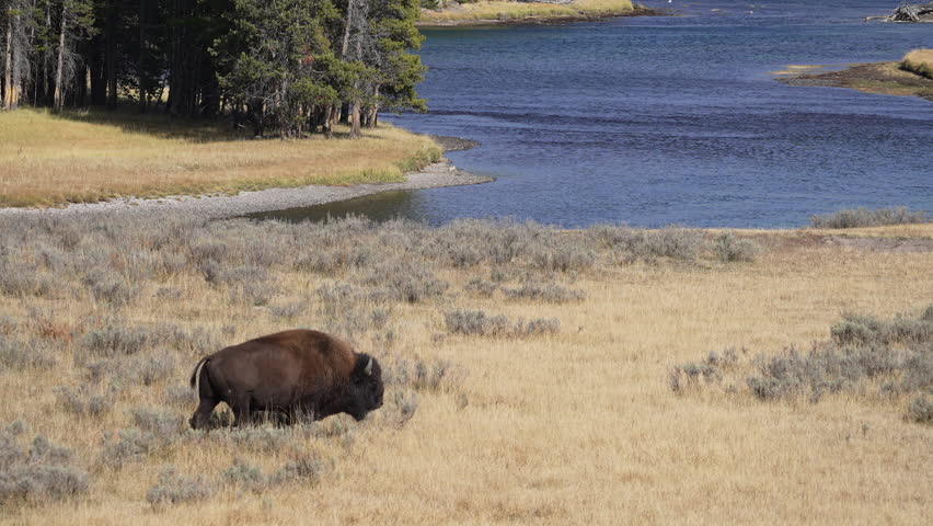 Bison walking through the landscape along the Yellowstone River in slow motion.