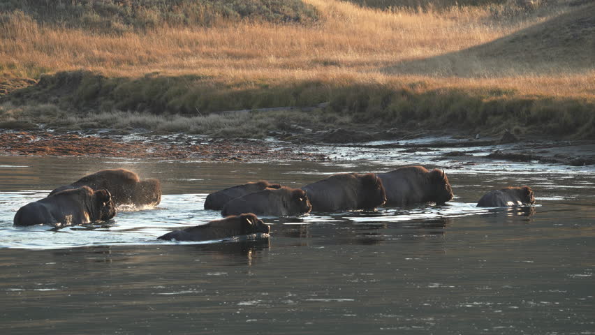 Bison crossing the Yellowstone River moving in slow motion in the morning.