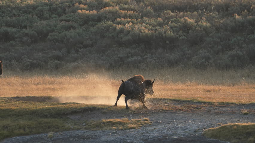 Sassy bison jumping and spinning as it shakes water off in Yellowstone.