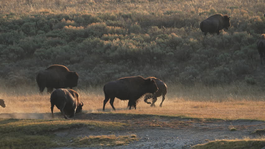 Bison rolling around in the dirt as calf kicks water off after crossing a river.