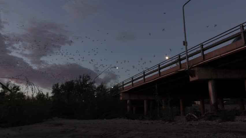 Mexican Free-tailed Bat Colony Bats Emerging Departing Flying at Dusk Twilight Evening from Bridge Roost in Tucson