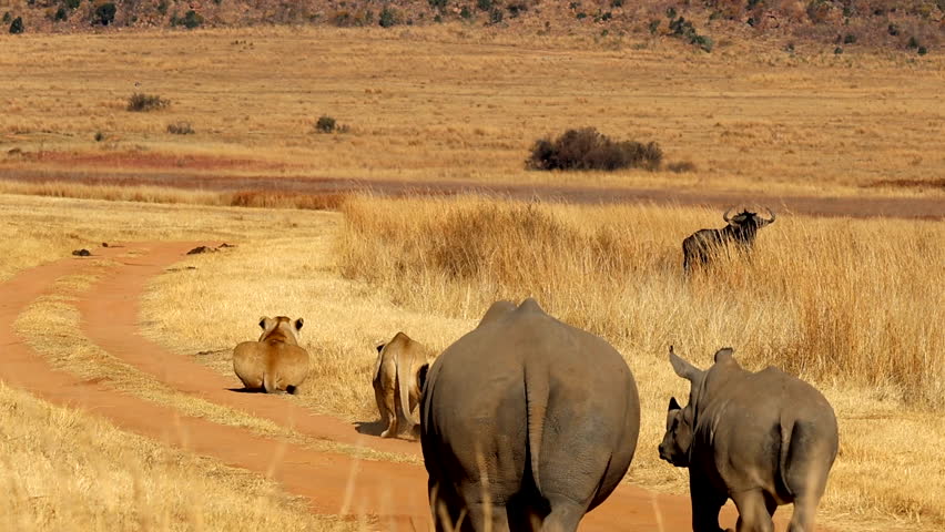 Hunting Lions use Rhinos as a distraction while stalking Wildebeest Antelope in Africa wilderness, intense wildlife scene on safari