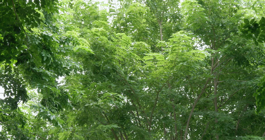 Tree branches moving in the wind on a windy day