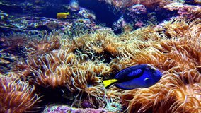 Bright blue and yellow fish swimming among vibrant coral and sea anemones underwater - Powered by Shutterstock - Get 15% off with code: PIKWIZARD15