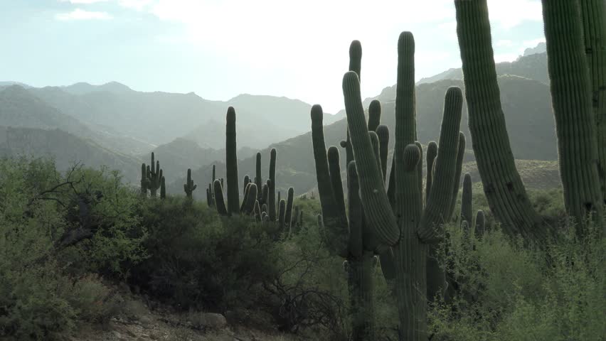 Backlit Saguaro Cactus Stand of Cacti in Summer Morning Light Rays at Catalina State Park Desert in Arizona