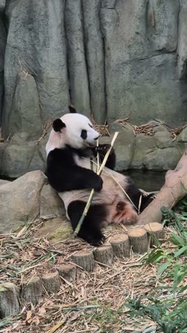 Giant cute panda eat bamboo on the ground, vertical video, 4K