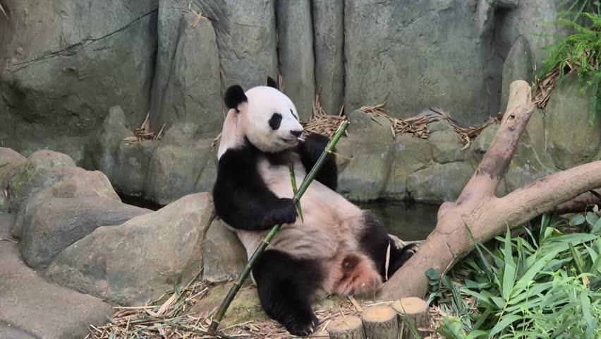 Giant cute panda eat bamboo on the ground - 4K video