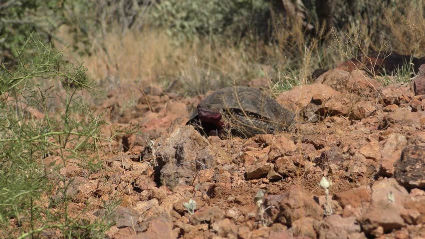Sonoran Desert Tortoise Male Walking Away Leaving in Arizona in Summer