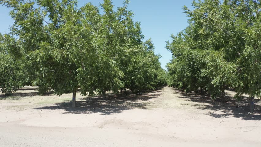 Orchard of Nut Trees Irrigated Nuts Pecans Pistachios Agriculture in Arizona American Southwest