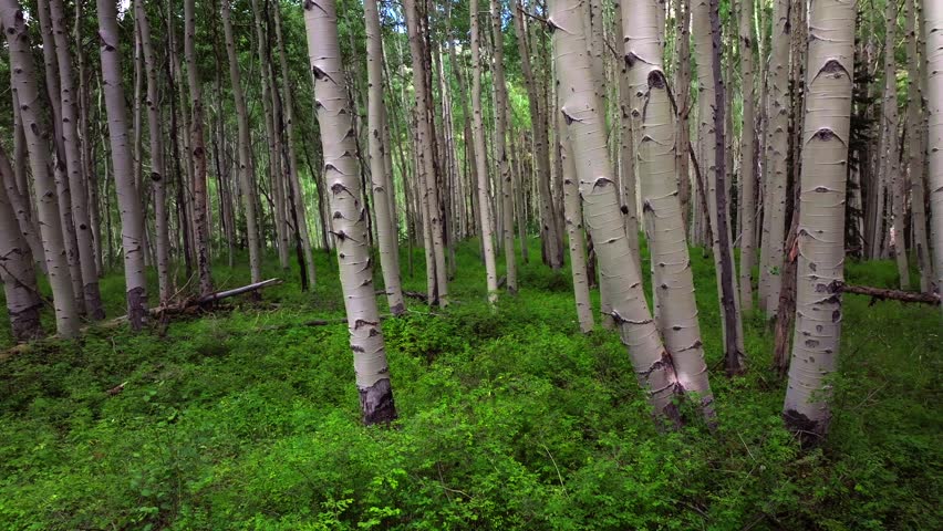 Aspen Trees Groove Forest green summer Colorado Rocky Mountains aerial drone Telluride airport Ridgway Last Dollar Road Ouray Silverton San Juan Mount Sneffels Wilson Peak gimbal smooth forward motion