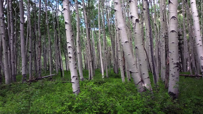 Summer Colorado Rocky Mountains aerial drone Telluride airport Ridgway Last Dollar Road Aspen Trees Groove Forest green Ouray Silverton San Juan Mount Sneffels Wilson Peak gimbal upward slow jib