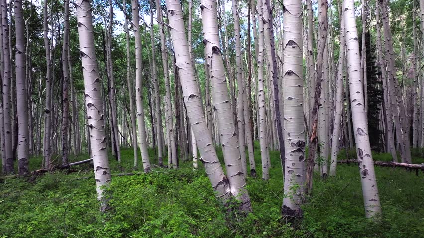 Aspen Trees Groove Forest green summer Colorado Rocky Mountains aerial drone Telluride airport Ridgway Last Dollar Road Ouray Silverton San Juan Mount Sneffels Wilson Peak gimbal smooth left motion