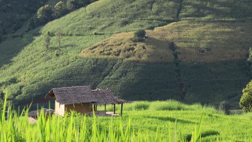 High angle nature video background from the mountain, can see the scenery of trees, green rice fields and cool breeze.