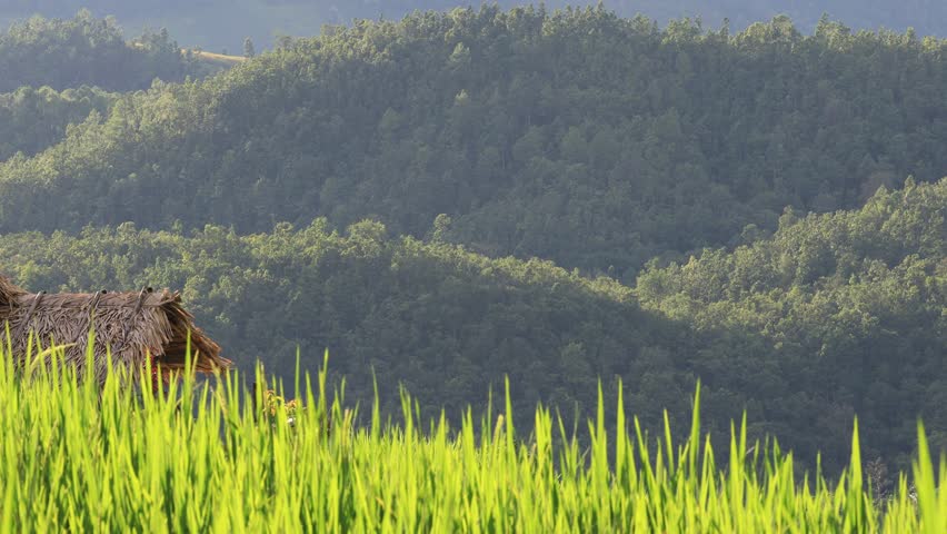 High angle nature video background from the mountain, can see the scenery of trees, green rice fields and cool breeze.