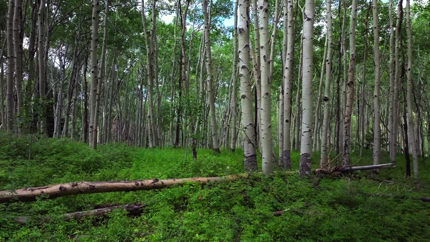 Aspen Trees Groove Forest green summer Colorado Rocky Mountains aerial drone gimbal smooth slowly up Telluride airport Ridgway Last Dollar Road Ouray Silverton San Juan Mount Sneffels Wilson Peak