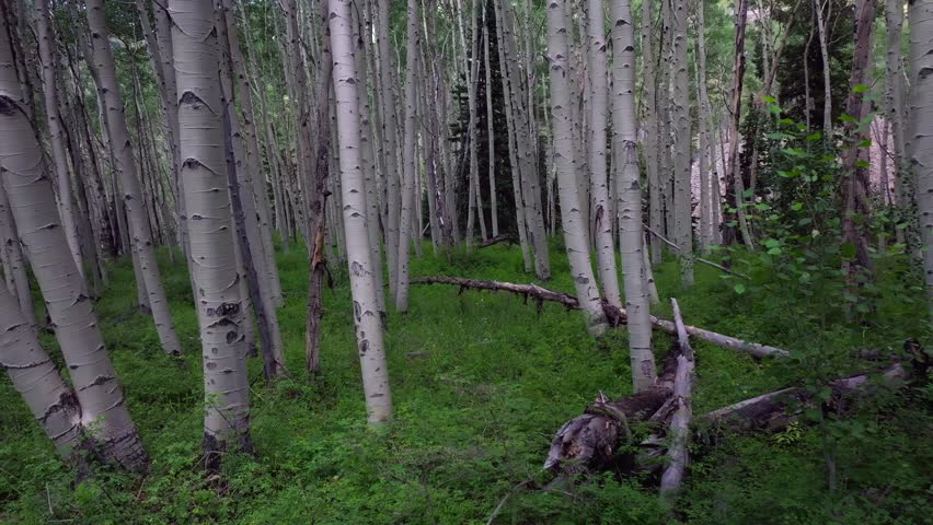 Aspen Trees Groove Forest green summer Colorado Rocky Mountains aerial drone gimbal smooth forward slow Telluride airport Ridgway Last Dollar Road Ouray Silverton San Juan Mount Sneffels Wilson Peak