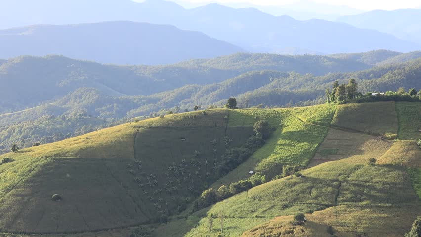 High angle nature video background from the mountain, can see the scenery of trees, green rice fields and cool breeze.