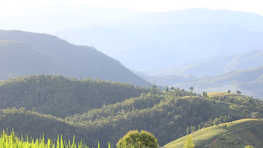High angle nature video background from the mountain, can see the scenery of trees, green rice fields and cool breeze.
