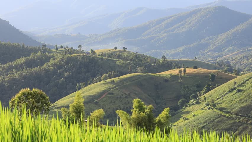 High angle nature video background from the mountain, can see the scenery of trees, green rice fields and cool breeze.