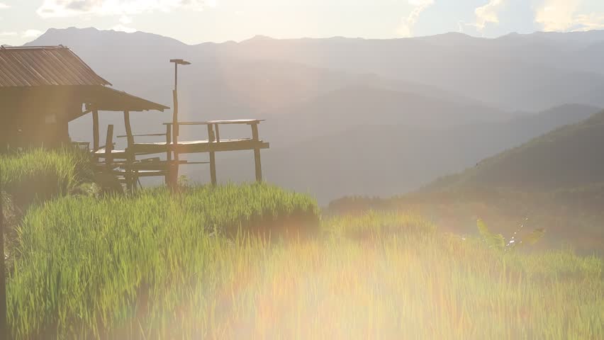 High angle nature video background from the mountain, can see the scenery of trees, green rice fields and cool breeze.