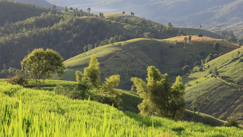 High angle nature video background from the mountain, can see the scenery of trees, green rice fields and cool breeze.