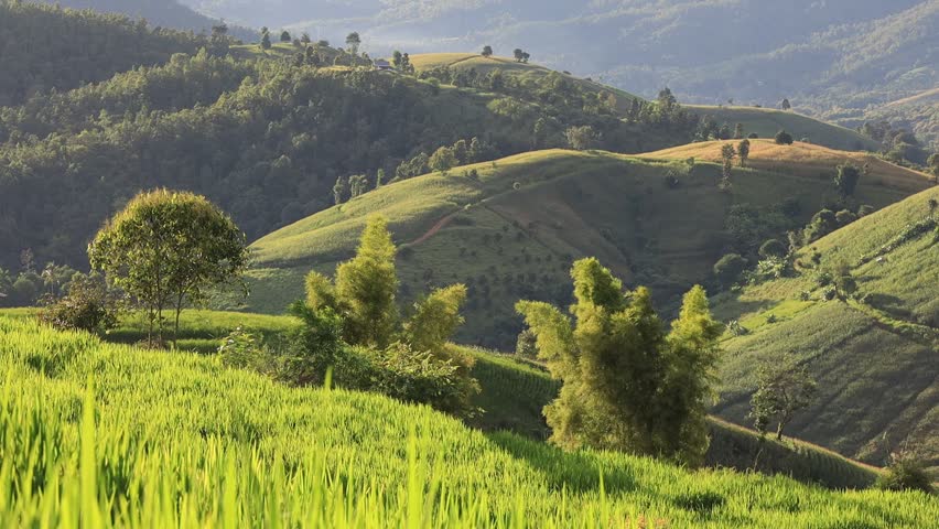 High angle nature video background from the mountain, can see the scenery of trees, green rice fields and cool breeze.
