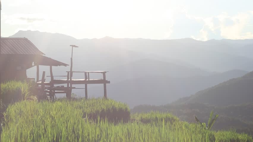 High angle nature video background from the mountain, can see the scenery of trees, green rice fields and cool breeze.