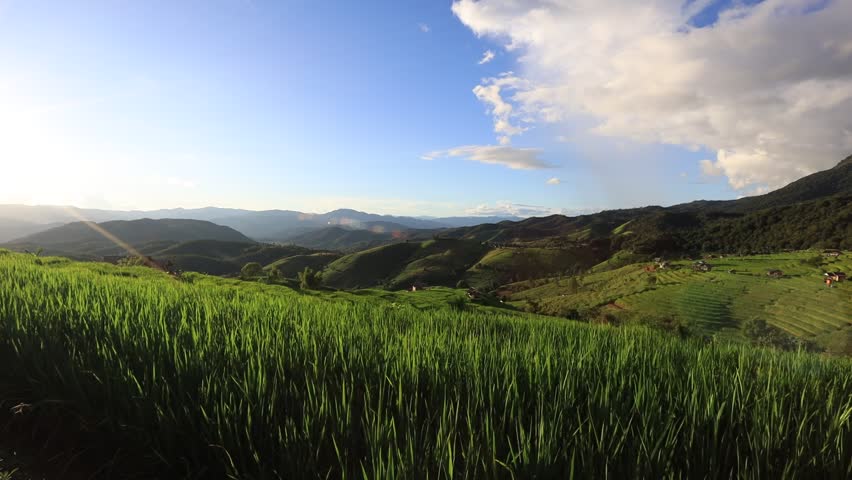 High angle nature video background from the mountain, can see the scenery of trees, green rice fields and cool breeze.