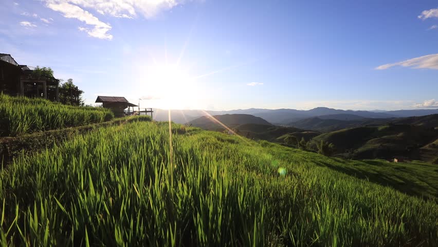 High angle nature video background from the mountain, can see the scenery of trees, green rice fields and cool breeze.