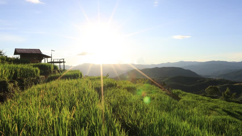 High angle nature video background from the mountain, can see the scenery of trees, green rice fields and cool breeze.
