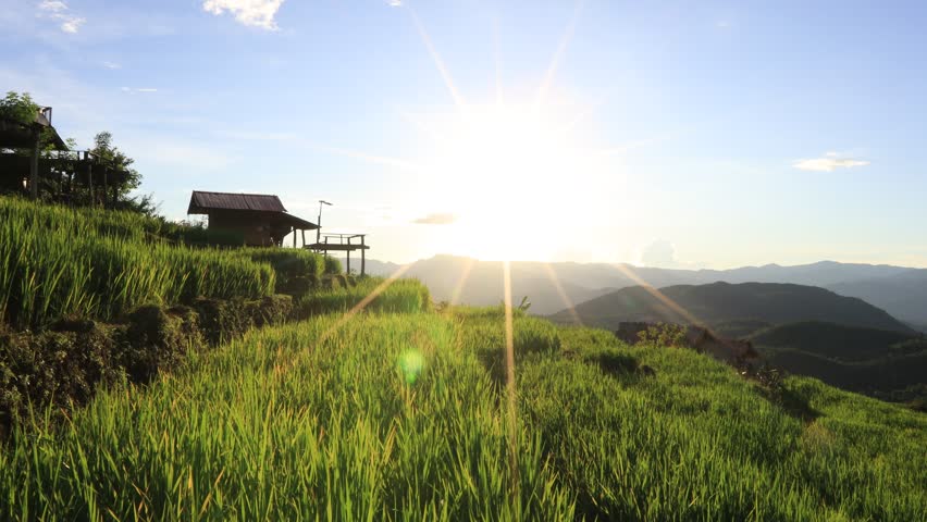 High angle nature video background from the mountain, can see the scenery of trees, green rice fields and cool breeze.
