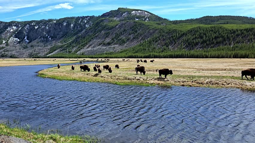 A group of bison grazing along a river with green mountainous view