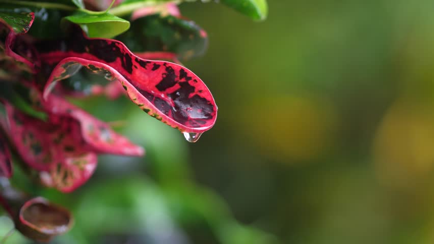Water Drops on Flowers: Fresh Nature Photography of Beautiful Blooms in the Rainy Season