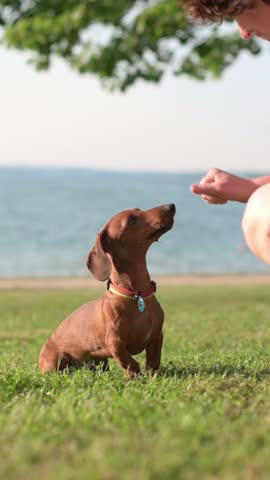  A person training a brown Dachshund puppy using a treat, while the puppy lies on the grass near a lake on a sunny day, Vertical footage