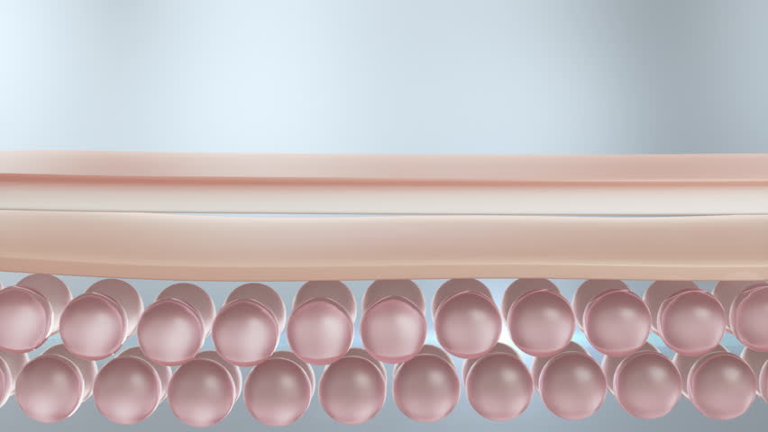 Shutterstock Video